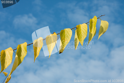 Image of Leaves