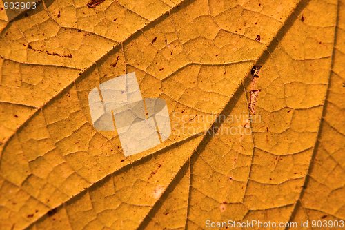 Image of Leaf