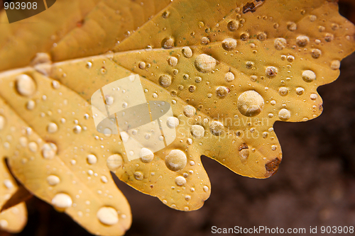 Image of Leaf