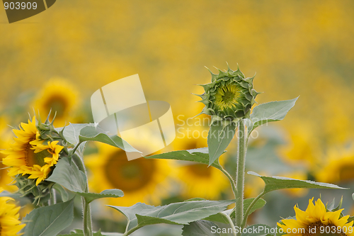 Image of Sunflowers