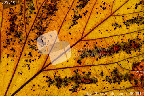 Image of Leaf