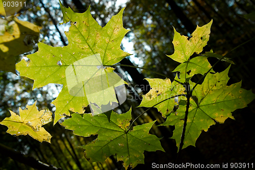 Image of Leaves