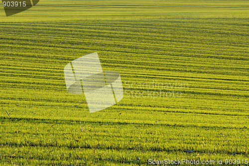 Image of Field