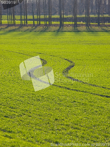 Image of Field