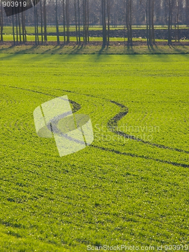 Image of Field