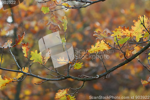 Image of Autumn