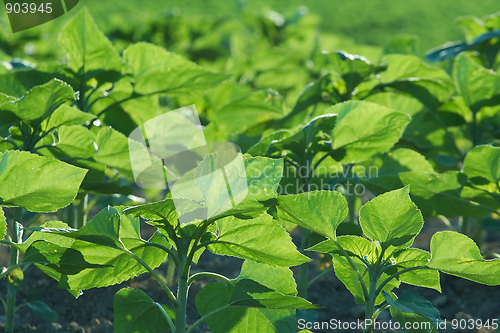 Image of Agriculture