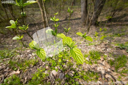 Image of Plants