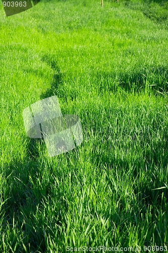 Image of Grass