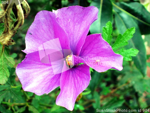 Image of Pink Beauty