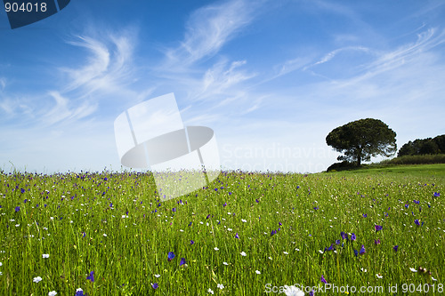 Image of Green meadow