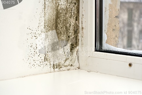 Image of Mold