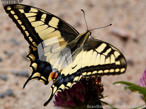 Image of Papilio Machaon, Swallowtail Butterfly