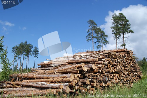 Image of Pile of Timber Logs Summer Landscape