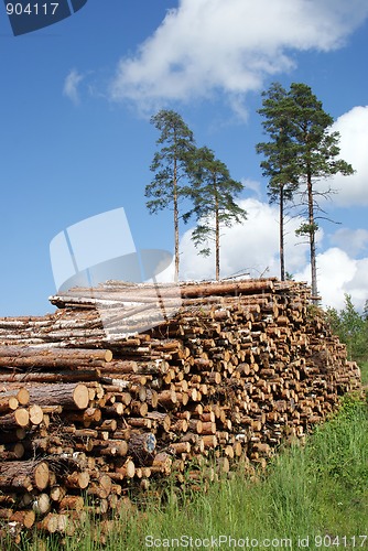 Image of Stack of Timber Logs at Summer