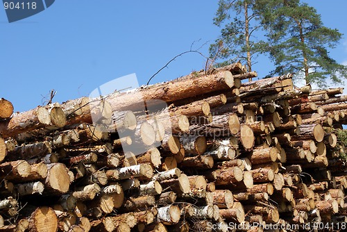 Image of Stacked Wood Logs With Pine Trees