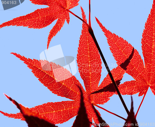 Image of maple leaf