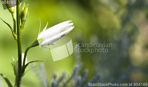 Image of white flower