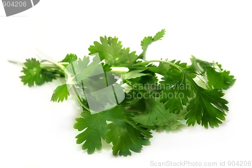 Image of Coriander