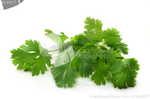 Image of Coriander