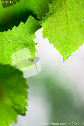 Image of green leaves