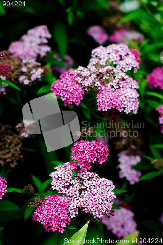 Image of pink flowers