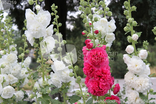 Image of flowers