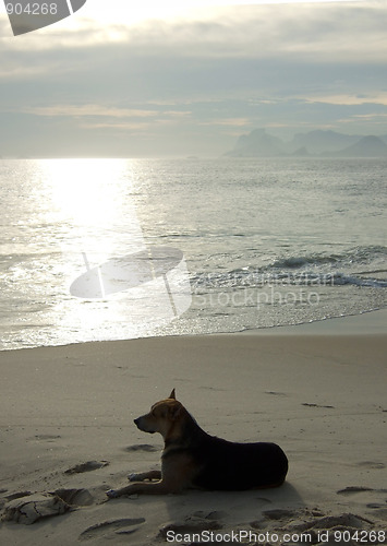 Image of Contemplative dog on the beach sand