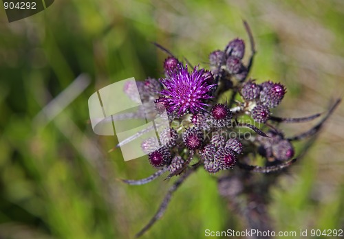 Image of Marsh thistle 