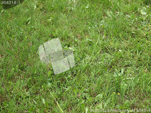 Image of Grass meadow