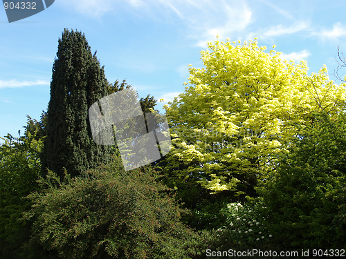 Image of Greenery background