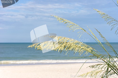 Image of morning beach with sea grass