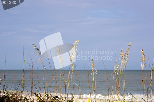 Image of sea grass against the sky