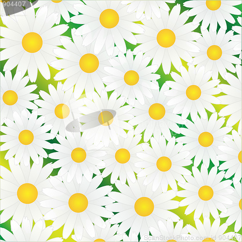 Image of Chamomile white