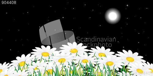 Image of Chamomile and night