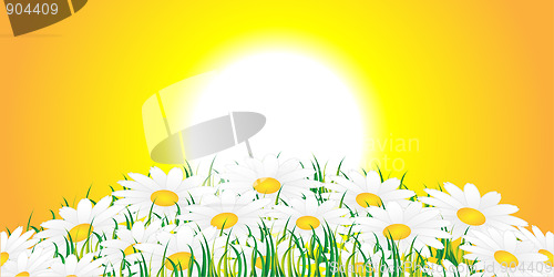 Image of Chamomile and sun