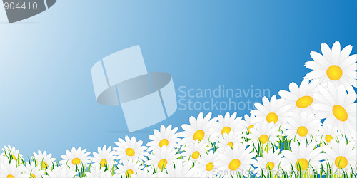 Image of Chamomiles on a blue background