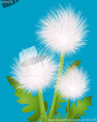 Image of dandelions