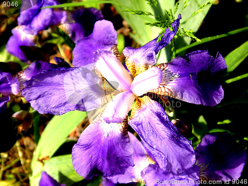 Image of the Revealed  flower