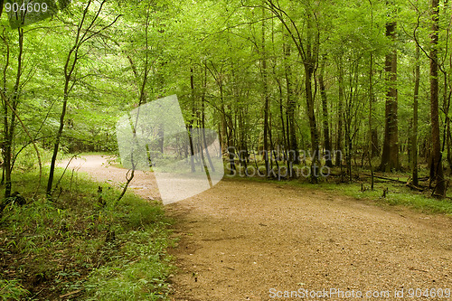 Image of Trail in the forest