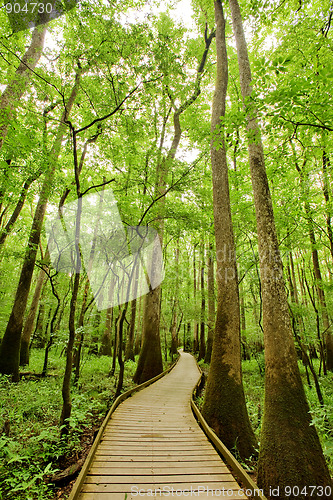 Image of Congaree National park, South Carolina