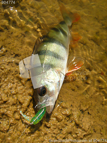 Image of perch