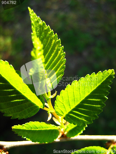 Image of Green leaves