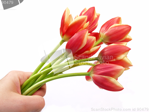 Image of tulips in hand