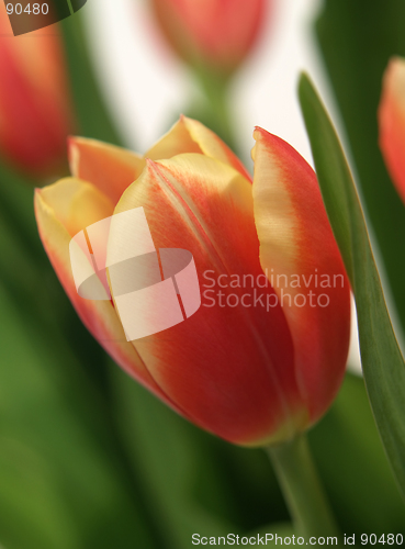 Image of tulip - tulipa gesneriana