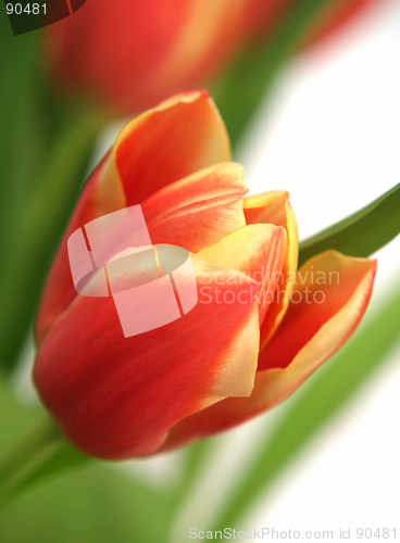 Image of tulip - tulipa gesneriana