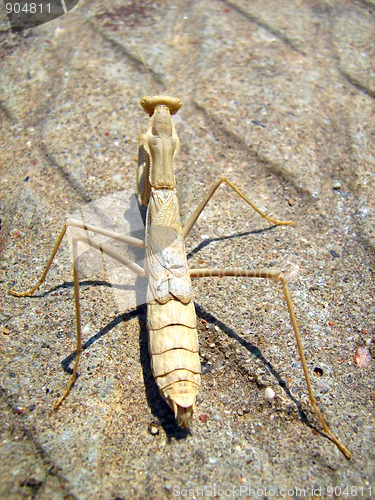 Image of mantis