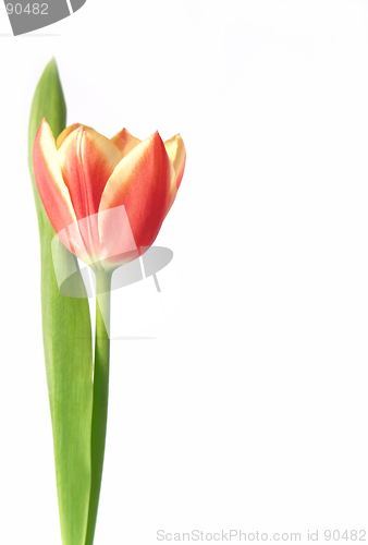 Image of tulip - tulipa gesneriana