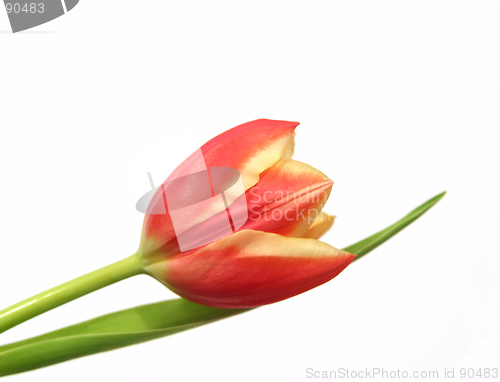 Image of tulip - tulipa gesneriana