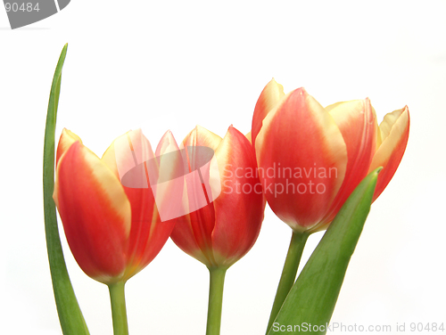 Image of tulip trio - tulipa gesneriana